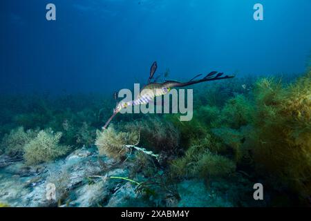 Dragon de mer weedy avec des œufs à Flinders Pier. Banque D'Images