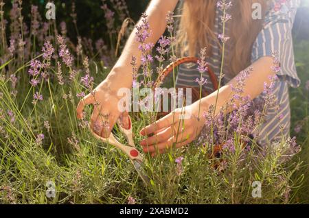 récolte de la lavande. Jeune fille sans visage coupe des fleurs de lavande et les met dans un panier en osier. Flou et mise au point sélective. Banque D'Images