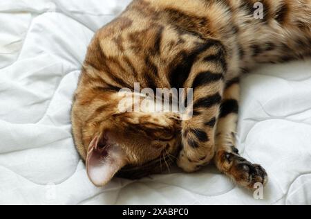 bon sommeil. Gros plan d'un joli chaton du Bengale dormant sur une couverture blanche. Flou et flou Banque D'Images