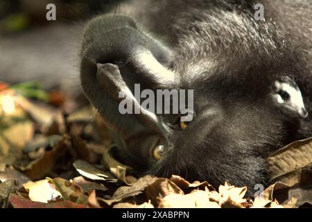 Un macaque noir (Macaca nigra) de Sulawesi se trouve sur le sol dans la forêt de Tangkoko, dans le nord de Sulawesi, en Indonésie. Banque D'Images