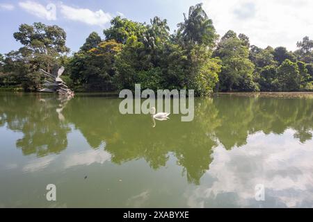 06 juin 2024. Swans Lake avec un cygne blanc au milieu de l'eau aux jardins botaniques de Singapour. Banque D'Images