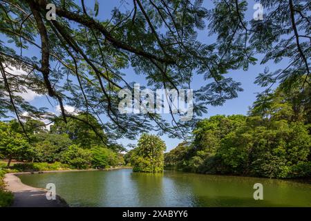 06 juin 2024. Paysage du lac des cygnes aux jardins botaniques de Singapour. Banque D'Images