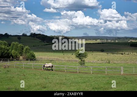 Un cheval noir dans une couverture dans un champ sur une ferme de loisirs à l'extérieur de Bowral dans les Southern Highlands, Nouvelle-Galles du Sud, des nuages flottant au-dessus de la tête. Banque D'Images