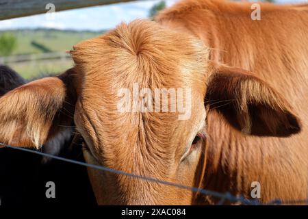 Front oreilles, yeux et drapé distinctif de poils de veau veau veau brun dans un enclos sur une ferme à l'extérieur de Bowral dans les Southern Highlands, Nouvelle-Galles du Sud Banque D'Images