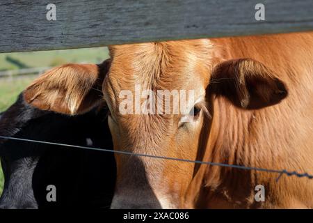 Un veau brun dans un champ sur une ferme de loisirs à l'extérieur de Bowral dans les Southern Highlands, en Nouvelle-Galles du Sud Banque D'Images