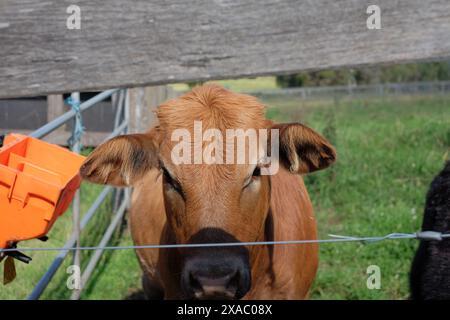 Un veau brun dans un champ sur une ferme de loisirs à l'extérieur de Bowral dans les Southern Highlands, en Nouvelle-Galles du Sud Banque D'Images