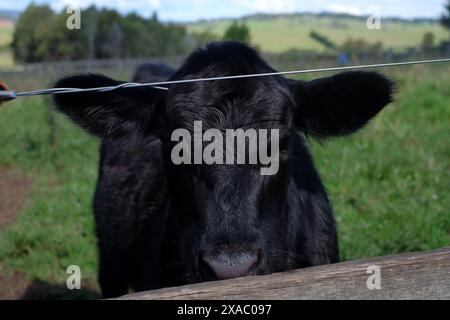 Front oreilles, yeux et drapé distinctif de poils de veau veau veau noir dans un enclos sur une ferme à l'extérieur de Bowral dans les Southern Highlands, Nouvelle-Galles du Sud Banque D'Images