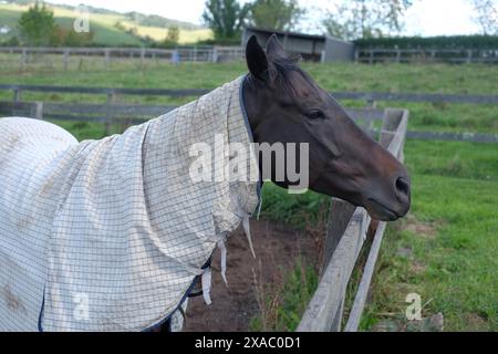 Un cheval noir dans une couverture dans un enclos dans une ferme de loisirs à l'extérieur de Bowral dans les Southern Highlands, en Nouvelle-Galles du Sud Banque D'Images