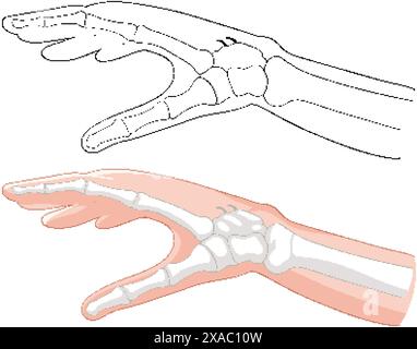 Vecteur détaillé des os de la main et de la peau Illustration de Vecteur