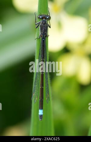 Gros plan dorsal sur la mouche à queue de fourche à ailes étroites du Pacifique, Ischnura cervula à Bandon, Oregon Banque D'Images