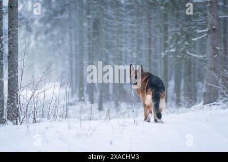 Berger allemand dans la forêt dans une journée d'hiver et la neige blanche arround. Le Berger allemand a servi de berger, de gardien et de défenseur. Banque D'Images