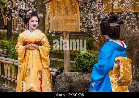 Real Geisha posant devant un cerisier en fleurs dans le quartier Geisha de Gion, Kyoto, Honshu, Japon, Asie Copyright : MichaelxRunkel 1184-11657 Ed Banque D'Images