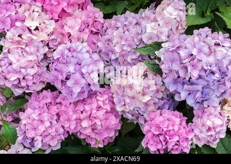 photographie de têtes de fleurs d'hortensia violet rose sur un fond de feuillage vert Banque D'Images