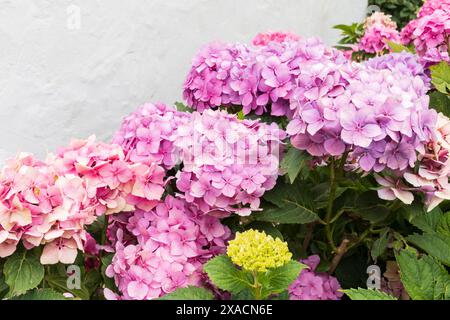 photographie de fleurs d'hortensia roses et violettes sur des branches avec des feuilles vertes sur un fond mural peint en blanc Banque D'Images