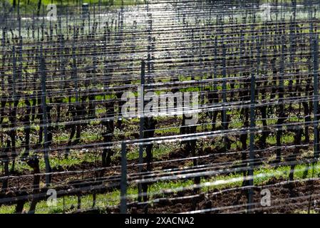 Saison de printemps dans les vignobles de Franciacorta, province de Brescia, région de Lombardie, Italie, Europe Copyright : MichelexRossetti 1299-159 Banque D'Images