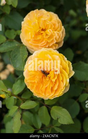 Photographie rapprochée de deux fleurs de rose anglaise jaune avec une abeille à l'intérieur sur un fond de feuillage vert flou Banque D'Images