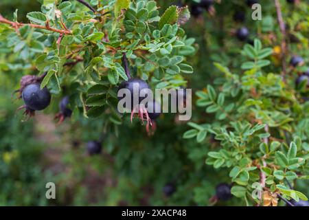 photographie rapprochée de hanches de rose noire, branche de rosier avec des fruits sur un fond de feuillage vert flou Banque D'Images