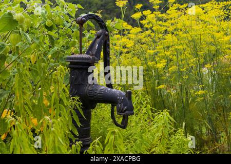 Photographie rapprochée d'un vieux robinet médiéval de pompe à eau en métal noir dans le jardin, entouré de groseille verte du cap et d'autres plantes Banque D'Images