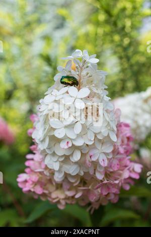 photographie rapprochée d'une fleur d'hortensia rose blanche avec un insecte vert sur un fond de verdure floue Banque D'Images