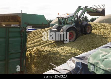 Tracteur de creusement de la masse de maïs broyée pour l'alimentation des vaches Banque D'Images