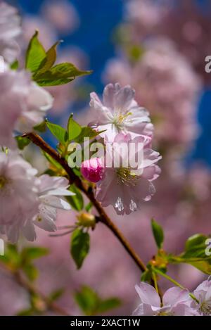 Gros plan de délicates fleurs de cerisier en pleine floraison avec un arrière-plan bokeh doux, capturant les pétales roses éclatants et l'essence du printemps Banque D'Images
