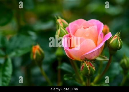 Une rose rose rose délicate avec un effet flou et bokeh, mettant en valeur les détails complexes de ses pétales et bourgeons sur fond de feuillage vert. Banque D'Images