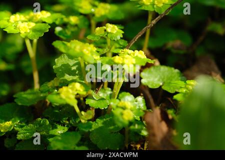 Un bouquet de plantes vertes avec des fleurs jaunes. Les fleurs sont petites et regroupées. Les plantes poussent dans un champ avec quelques feuilles brunes dessus Banque D'Images