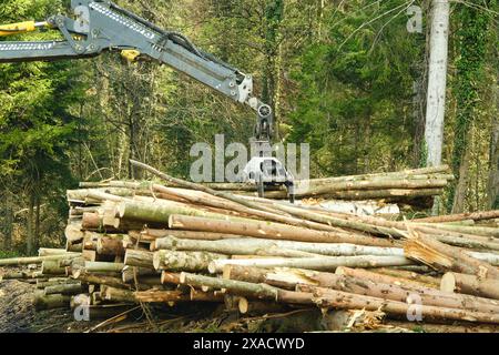 Une grosse machine abat des arbres dans une forêt. La scène est sombre et de mauvaise humeur, avec les arbres coupés et l'ombre de la machine se profile Banque D'Images