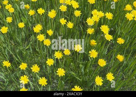 Une clairière de fleurs jaune vif dans un pré vert. Murale ou Hieracium murorum. Vue de dessus Banque D'Images