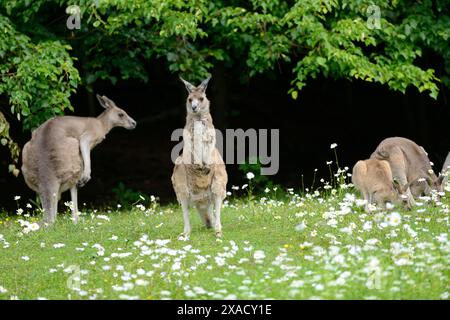 Gros plan du kangourou gris occidental (Macropus fuliginosus) dans une prairie fleurie au printemps Banque D'Images