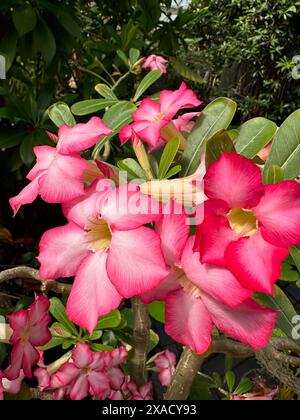 Belles fleurs roses d'adenium poussant dans le jardin botanique Banque D'Images