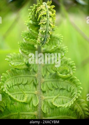 Gros plan détaillé d'une fougère verte (Polypodiopsida) avec des feuilles frisées, mettant en valeur sa texture vibrante dans la nature Banque D'Images