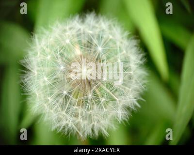 Gros plan d'une tête de graines de pissenlit (Taraxacum) avec des graines blanches délicates sur un fond vert flou Banque D'Images