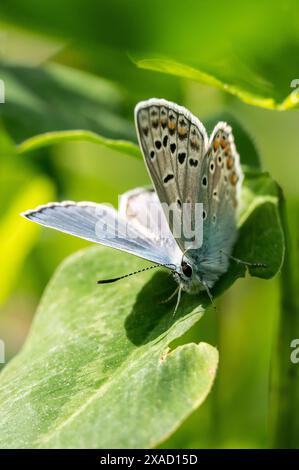 Ein Hauhechel-Bläuling sitzt BEI Sonnenschein auf einer pflanze. Rottweil Baden-Württemberg Deutschland *** A Hauhechel Bläuling assis sur une plante au soleil Rottweil Baden Württemberg Allemagne Banque D'Images