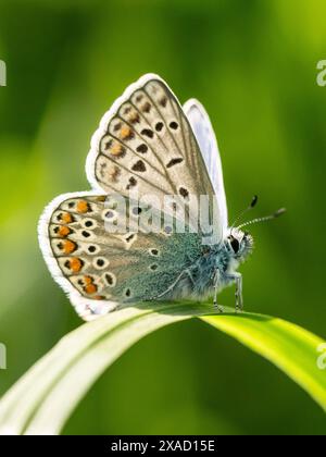 Ein Hauhechel-Bläuling sitzt BEI Sonnenschein auf einer pflanze. Rottweil Baden-Württemberg Deutschland *** A Hauhechel Bläuling assis sur une plante au soleil Rottweil Baden Württemberg Allemagne Banque D'Images