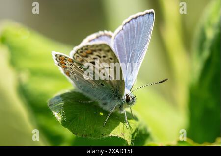 Ein Hauhechel-Bläuling sitzt BEI Sonnenschein auf einer pflanze. Rottweil Baden-Württemberg Deutschland *** A Hauhechel Bläuling assis sur une plante au soleil Rottweil Baden Württemberg Allemagne Banque D'Images