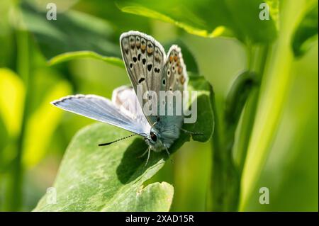 Ein Hauhechel-Bläuling sitzt BEI Sonnenschein auf einer pflanze. Rottweil Baden-Württemberg Deutschland *** A Hauhechel Bläuling assis sur une plante au soleil Rottweil Baden Württemberg Allemagne Banque D'Images