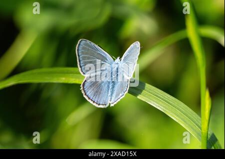 Ein Hauhechel-Bläuling sitzt BEI Sonnenschein auf einer pflanze. Rottweil Baden-Württemberg Deutschland *** A Hauhechel Bläuling assis sur une plante au soleil Rottweil Baden Württemberg Allemagne Banque D'Images