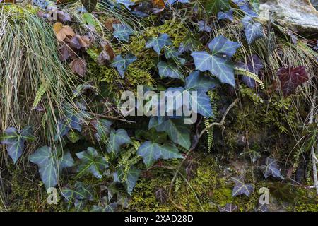 photographie rapprochée d'un mur de pierre humide recouvert de mousse verte, branche de lierre, vieilles feuilles, herbe et fougère Banque D'Images