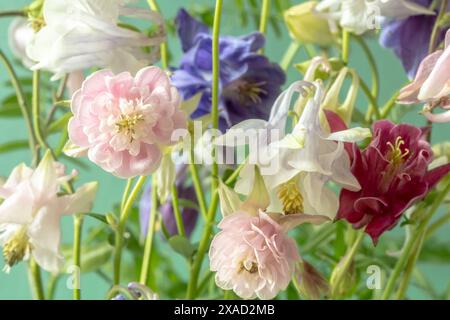 Gros plan floral de fleurs de printemps aquilegia, gros plan. Prise de vue en studio. Flou et mise au point sélective Banque D'Images