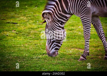 Un zèbre pâturant sur l'herbe verte dans un champ. Banque D'Images