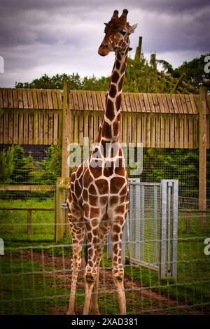 Une girafe debout dans un enclos dans un zoo avec une clôture en bois et de la verdure en arrière-plan. Banque D'Images