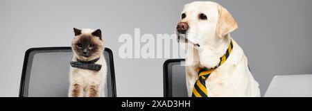 Un chat à fourrure et un chien fidèle assis paisiblement ensemble sur une chaise dans un cadre de studio confortable. Banque D'Images