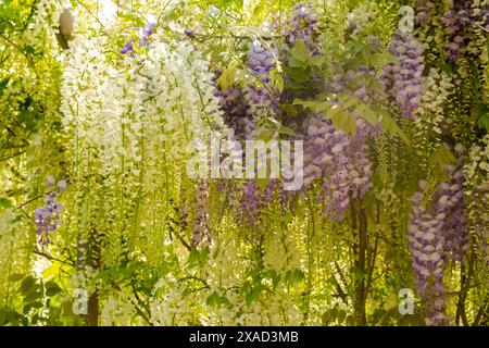 beau mur vert de vignes de wisteria et de fleurs blanches et lilas. Plein format. Flou et mise au point sélective Banque D'Images