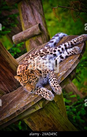 Un léopard reposant sur une plate-forme en bois dans un environnement verdoyant. Le léopard apparaît détendu avec les yeux fermés et le corps étendu. Banque D'Images