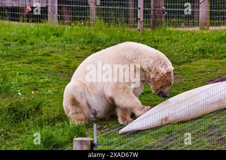 Un ours polaire assis sur l'herbe dans un enclos, semblant examiner un grand objet blanc. L'enceinte est entourée d'une clôture en fil de fer et d'une structure en bois Banque D'Images