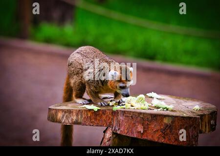 Un lémurien mangeant des légumes sur une plate-forme en bois dans un cadre extérieur naturel. Banque D'Images
