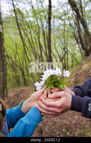 main s de garçon offrant un petit bouquet de fleurs blanches sauvages à une fille dans la nature Banque D'Images