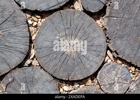 Vue détaillée des tranches de tronc d'arbre créant un chemin en bois rustique, mettant en évidence les textures naturelles du bois Banque D'Images