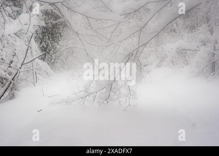 Un arbre est tombé sur la route près de Washington, DC, pendant la tempête de neige hivernale de 2010. Banque D'Images